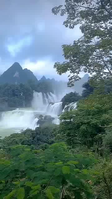 小鸡要回家